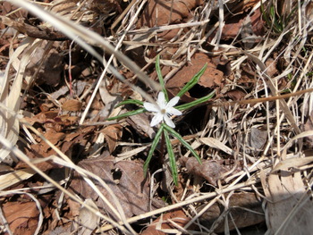 袴腰岳（４月２６日土曜）