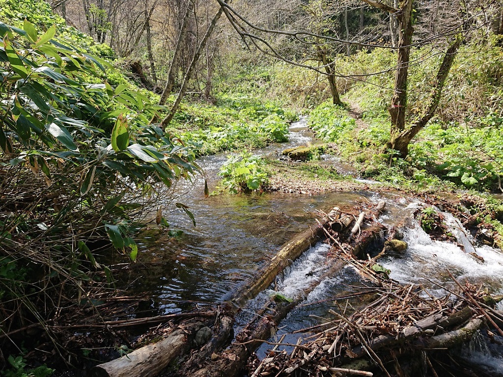 函館山楽クラブのブログ 5月17日 日 毛無山 有志による登山道整備