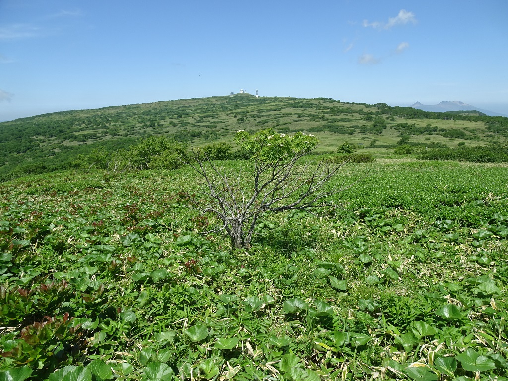 烏帽子岳から横津岳と駒ヶ岳[右奥]