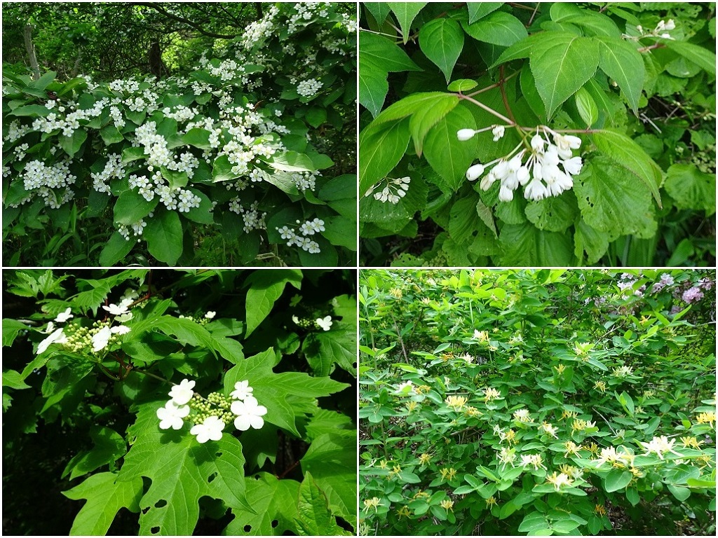 木の花4態