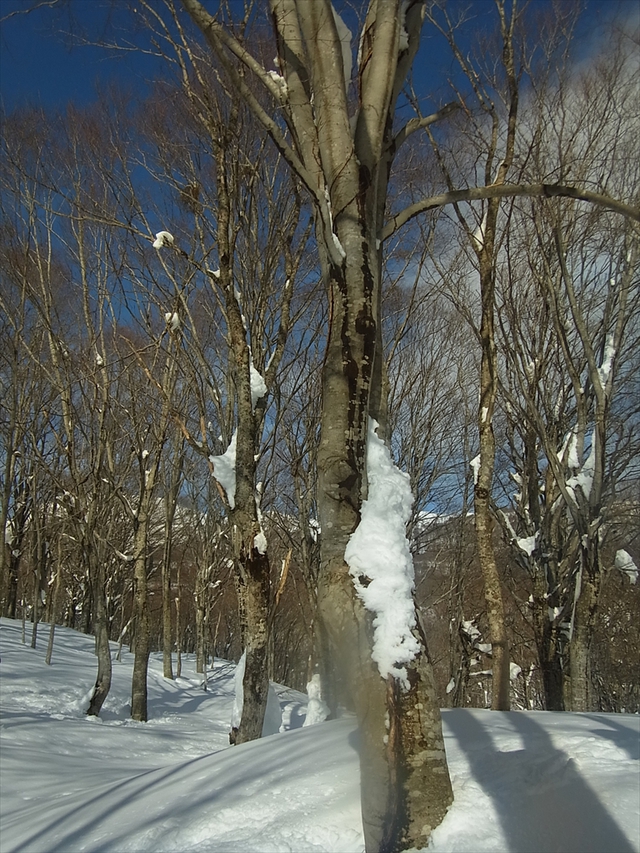 雪解けの樹幹流