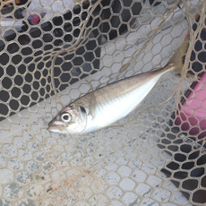 アジ釣り、そろそろ…？！ 2022/06/07 06:34:04