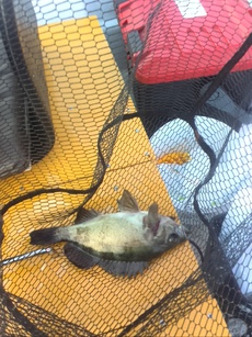 春告魚 2017/03/27 18:03:21