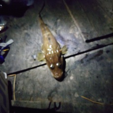 穴子釣り、爆釣 2024/06/06 18:32:09