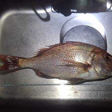 サビキで真鯛( ´∀`) 2018/11/18 16:07:40