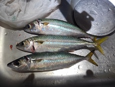 須磨鯖 2018/12/08 18:09:35