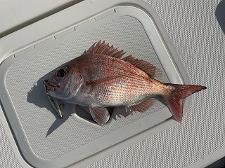 とうとう小物状態