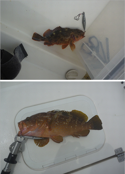 アコウライン その後