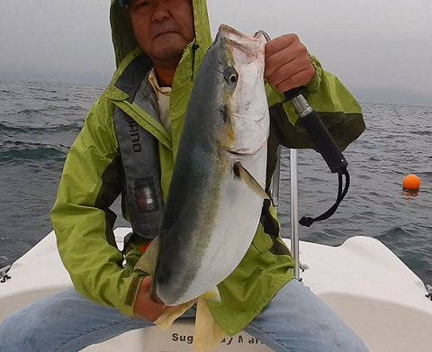 ハマチごときに浮足立つ
