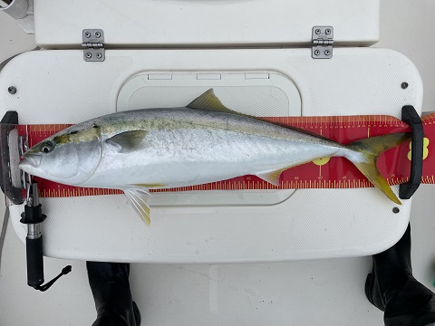 ハマチごときに浮足立つ