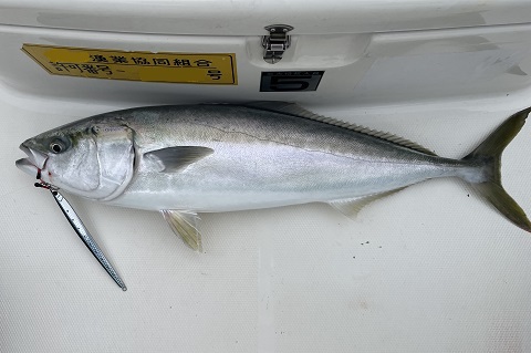ハマチごときに浮足立つ