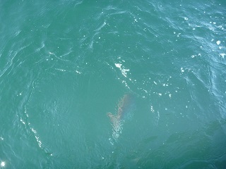 海を待っていた