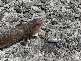 嵐の前の岸ジギ