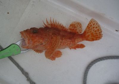 新年 鬼退治