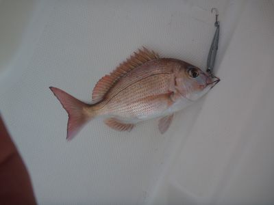 沸くか 沸かぬか