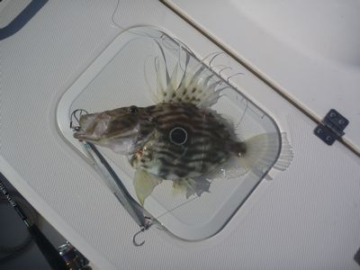 潮が動かねぇんだもん。
