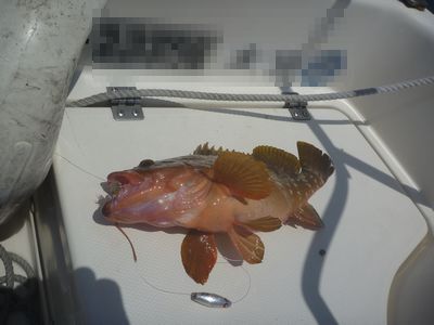 開拓 アコウライン