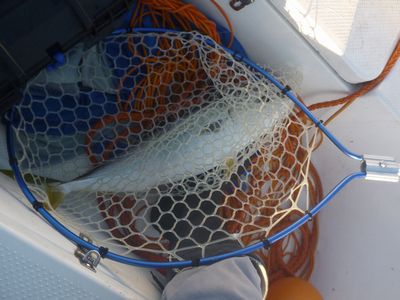 逆転! ナブラ撃ち