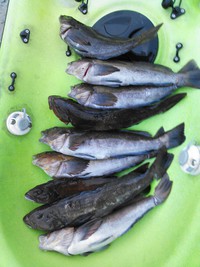 僕の釣り雑学？