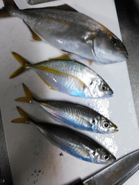 ショゴ、シマアジ、アジ