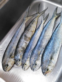 ペンペン４３～４８ｃｍ