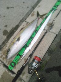 グリッサンドで９魚種目＆久々ワラサ