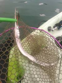 グリッサンドで９魚種目＆久々ワラサ