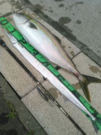 グリッサンドで９魚種目＆久々ワラサ