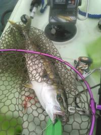 グリッサンドで９魚種目＆久々ワラサ