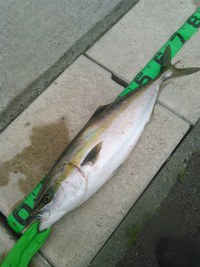 グリッサンドで９魚種目＆久々ワラサ