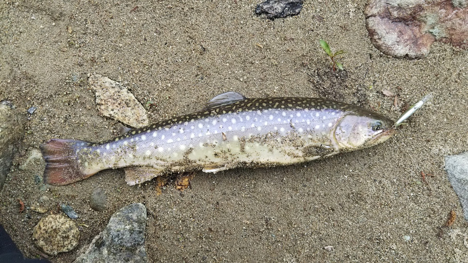 その一匹に報われて 放流２週間後の荒雄川へ行ってみた