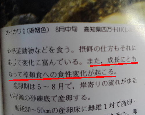 平和製作所 成長にともなって藻類食への食変化が起こる らしいオイカワ対策