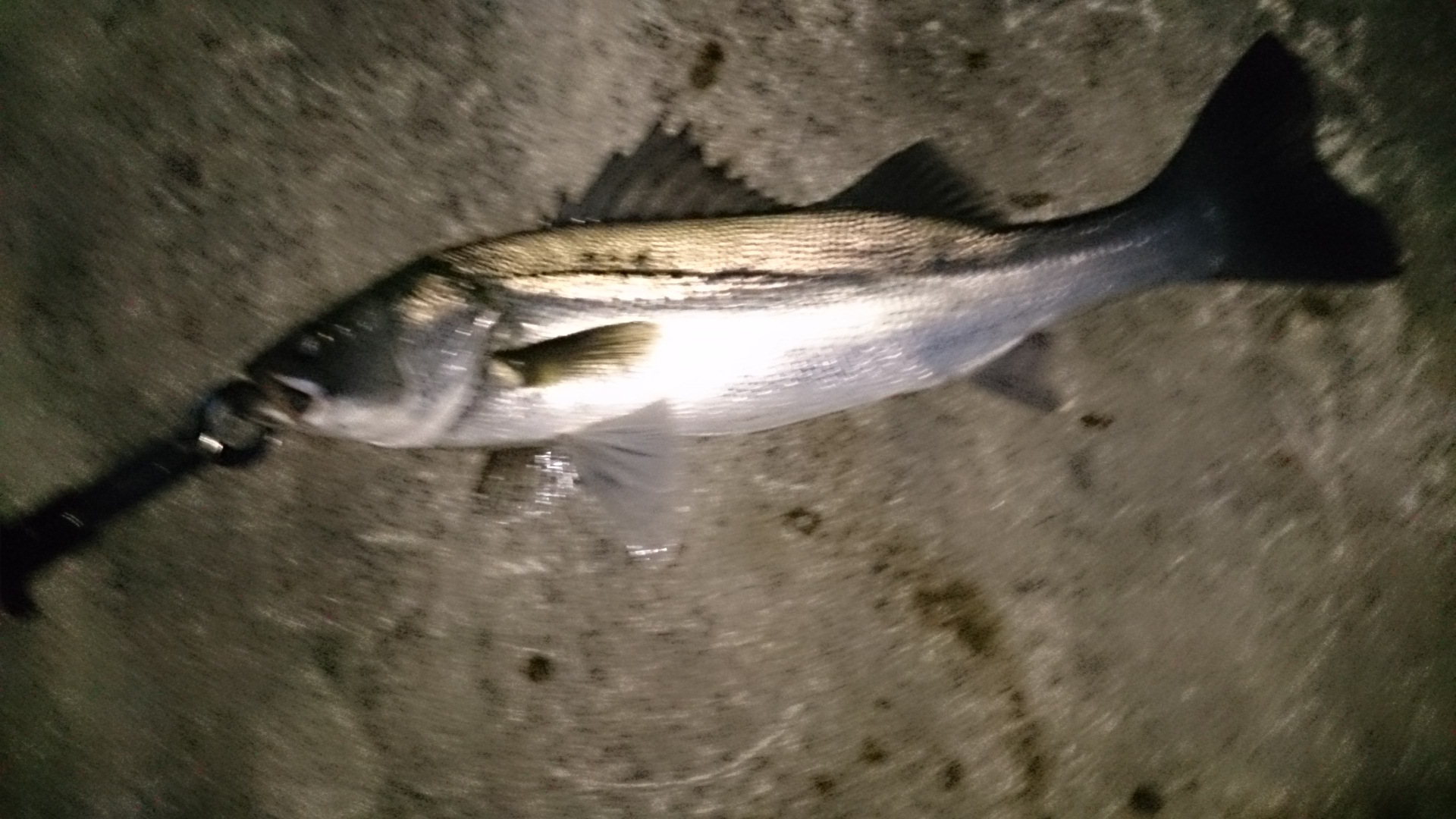 釣り三昧 夕暮れの安治川