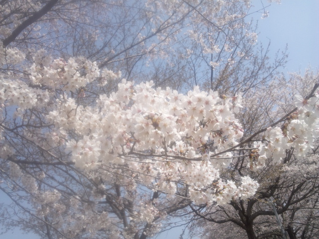 狙った桜ではなかったけれど･･･。【出会いの森総合公園AC】さよならスカイベリーリターンズ