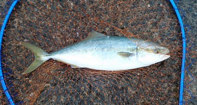 青眼 磯釣り 波止釣り