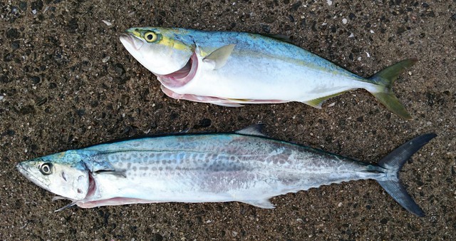 青眼 磯釣り 波止釣り