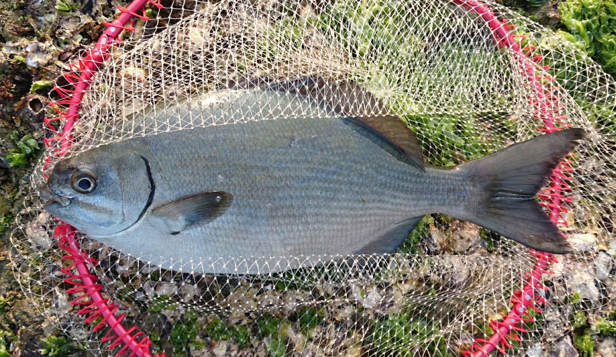 青眼 磯釣り 磯釣り