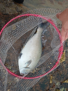 磯釣り　和歌山