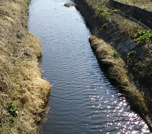 栃木でタナゴ釣査