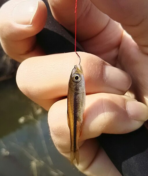 栃木でタナゴ釣査