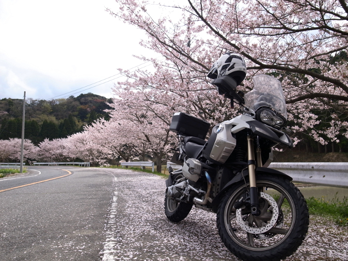 田舎道にて桜をば！