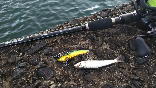 釣行 ゴールデンウィーク アメゴ釣り