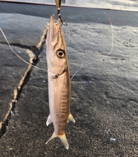 メッキ狙いでカマス