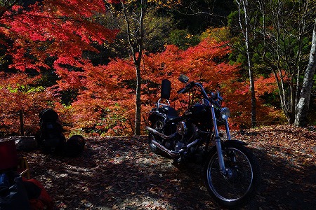 道志の森でノルウェイの森　2016紅葉ソロキャンプ　その１