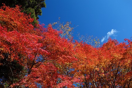 道志の森でノルウェイの森　2016紅葉ソロキャンプ　その１