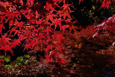 道志の森でノルウェイの森　2016紅葉ソロキャンプ　その１