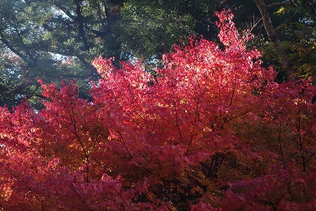 道志の森でノルウェイの森　2016紅葉ソロキャンプ　その１