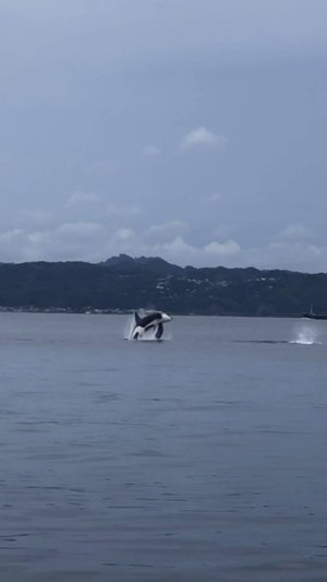 夏の釣り生ごみ問題　いろいろやったけど結局はコレよね・・・