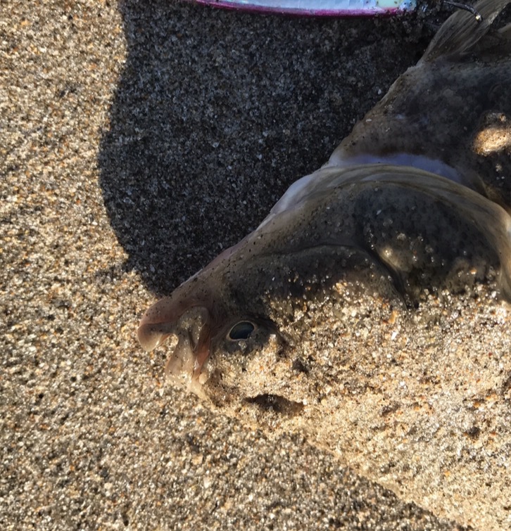 7.11釣果 最近の釣り