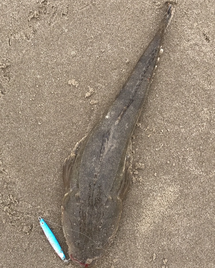 7.11釣果 最近の釣り